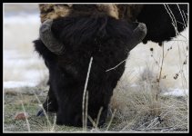 Day 39 Buffalo.jpg