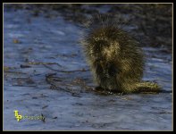 Day 39 Porcupine.jpg