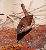 Carolina Wren.jpg