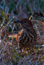 Nikonites-39-3.jpg