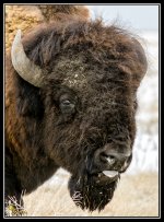 Day39BuffaloHead.jpg