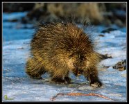 Day39Porcupine.jpg
