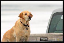 Day39Dog.jpg