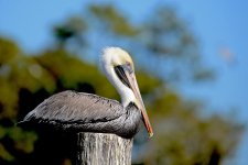 DSC_0171.jpg