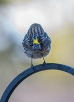 Nikonites-39-7.jpg
