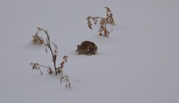 DSC_1974.jpg