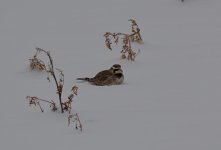 DSC_1975.jpg