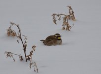 DSC_1980.jpg
