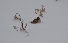 DSC_1981.jpg