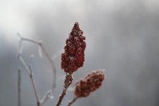 DSC_1968.jpg