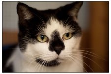 Huckleberry _1000_px.jpg