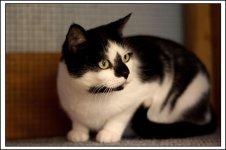Huckleberry 3_1000_px.jpg