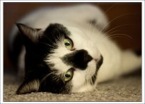 Huckleberry 4_1000_px.jpg