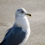 DSC_9566.jpg