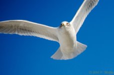 DSC_9564.jpg