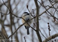 040 Chickadee-140209_01.jpg