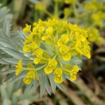 Euphorbia.jpg