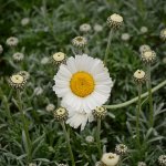 Daisy.jpg
