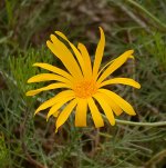 YellowDaisy.jpg