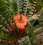 Cycad.jpg