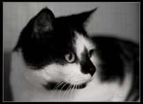Huckleberry BW.jpg