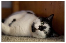 Huckleberry 4.jpg