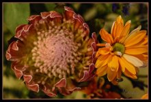 Day 40 Flower Whole.jpg