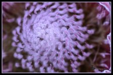 Day 40 inside of flower.jpg