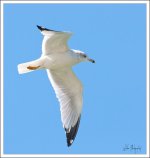 Sea Gull.jpg