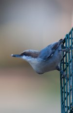 Nikonites-40-1.jpg