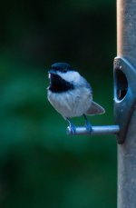 Nikonites-40-3.jpg