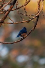 Nikonites-40-5.jpg
