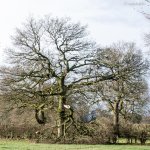 broken tree.jpg