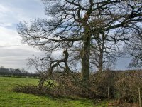 broken tree-2.jpg
