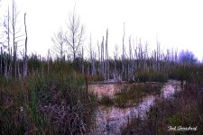 _DSC8342.jpg