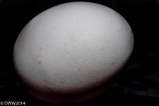 The Egg.jpg