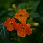OrangeFlower.jpg