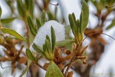 DSC_7333-Edit.jpg