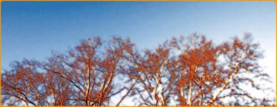 winter gold.jpg