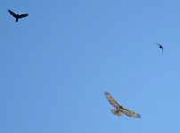 HawkCrows.jpg