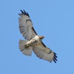 Hawk3.jpg