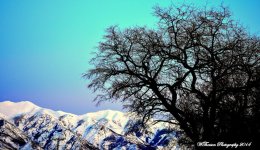 Snowy Mountain 2-10-2014.jpg