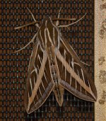 Moth.jpg