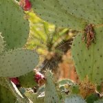 CactusWeb.jpg