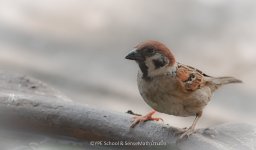 bird-water-white-1.jpg