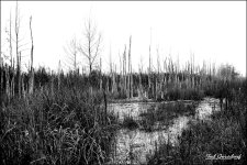 _DSC8342bw.jpg