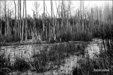 _DSC8343bw.jpg