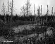 _DSC8346bw.jpg