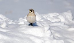 DSC_2036.jpg