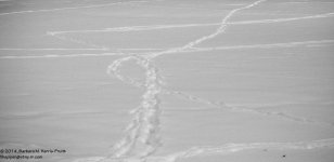 043 Deer Tracks-140212_01.jpg